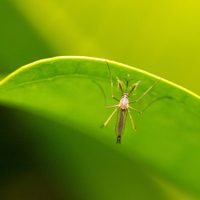 La planta de intenso aroma que los mosquitos detestan y con la que podés hacer un poderoso repelente natural