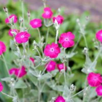 La planta con las flores más hermosas que se reproduce sin parar y se cuida sola