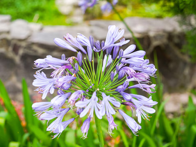 Si querés que tus Agapanthus exploten de flores en diciembre, tenés que seguir estos simples trucos