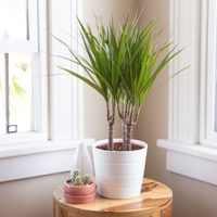 3 plantas exóticas y fáciles de cuidar que son perfectas para colocar en las esquinas
