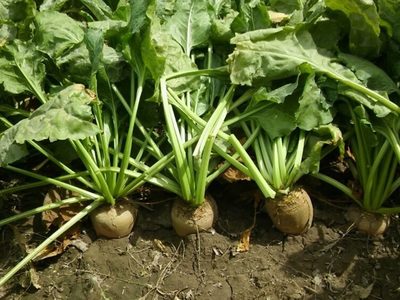 No tires la piel de la remolacha: mirá el increíble y saludable uso que le podés dar