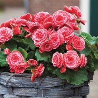 El truco súper fácil para reproducir tu planta de Begonia y disfrutar de su belleza en tu hogar