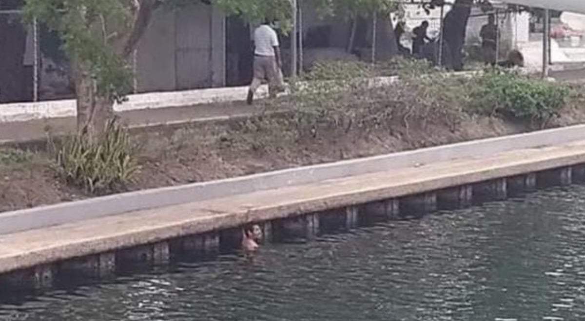 Un hombre dentro de un estanque con cocodrilos