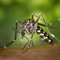 El Ministerio de Salud presentó una guía técnica de vigilancia y control del mosquito del dengue