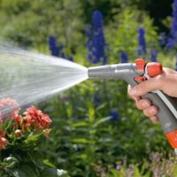 Secreto de los expertos: esto que hacés todos los días con tus plantas genera hongos y las enferma