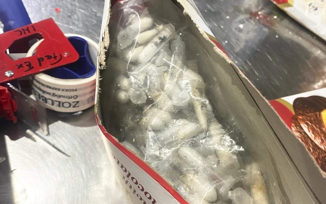 Incautan en Alemania más de mil tarántulas que venían escondidas en cajas de chocolate