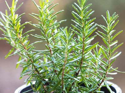 2 secretos de los viveristas para reproducir tu planta de Romero y disfrutar de una buena cosecha en casa