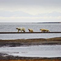 Antes de irse, Trump busca entregar el hábitat del oso polar a compañías petroleras