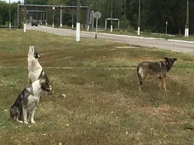 Esto se sabe sobre las diferencias genéticas en los perros de Chernóbil