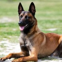 Niño de dos años muere tras ser mordido en la cara por su propio perro en NL