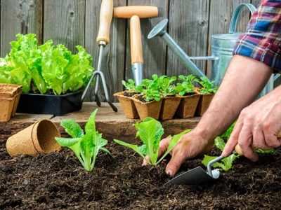 Hacé tu propia huerta en casa: las plantas que tenés que sembrar en abril si querés disfrutar al máximo en verano