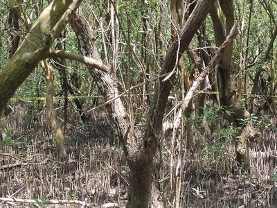 Un paraíso protegido transformado en fosa clandestina