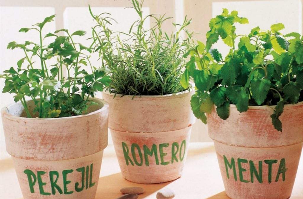 Plantas aromáticas para cultivar en casa. Fuente: (Twitter)