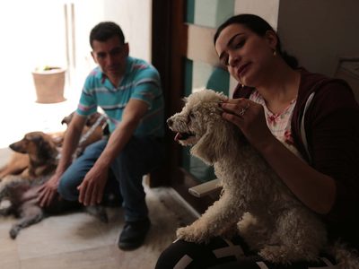 Día Mundial Contra el Bullying: ¿Cómo las mascotas pueden ayudar a combatir el bullying?