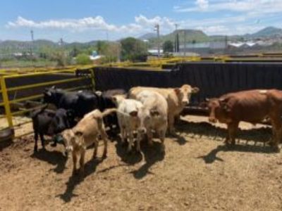 Chiapas reporta 15 casos de miasis por gusano barrenador en humanos
