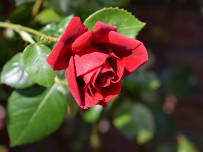 Cómo reproducir tus Rosales esta primavera y que crezcan en menos de un mes