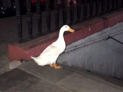 Pato intenta entrar al Metro tras escapar del lago de Chapultepec