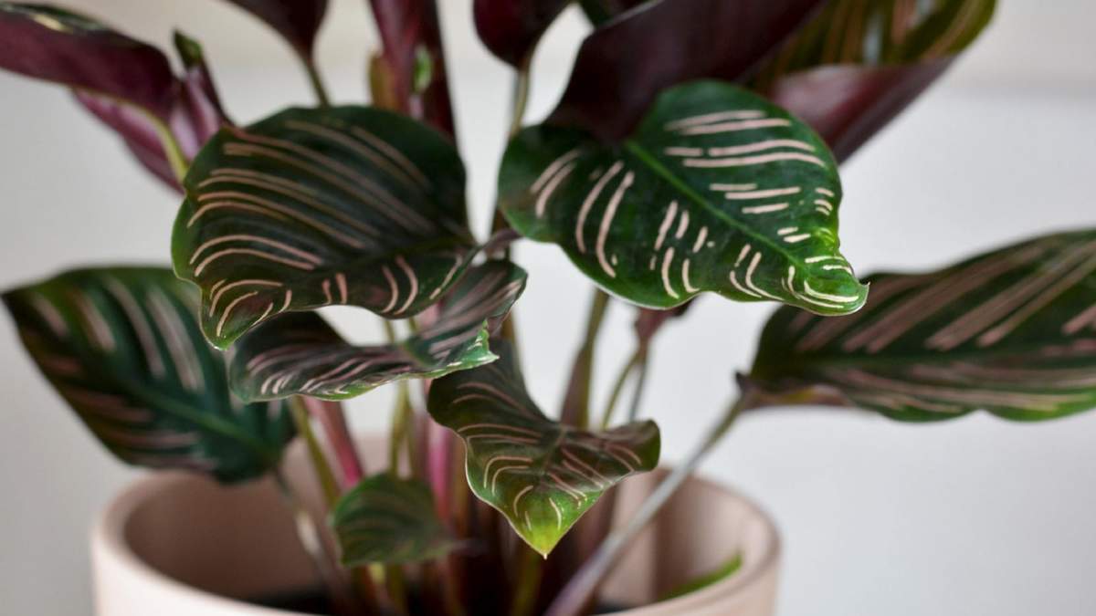 Plantas. Fuente: (X)