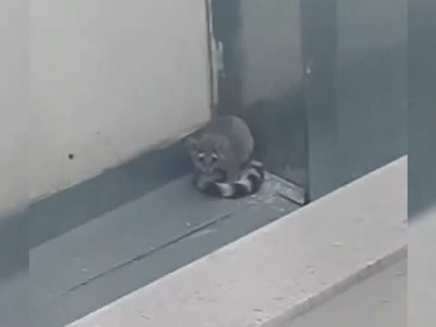 Brigada animal rescata un cacomixtle en una vivienda en Coyoacán (Video)