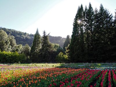 Tulipanes en Bariloche: un atractivo para el turismo
