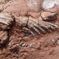 Encontraron de casualidad un fósil de un animal más antiguo que los dinosaurios en Canadá