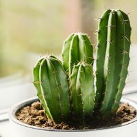 El ritual que tenés que realizar con un cactus en la entrada de tu casa o negocio para alejar la envidia