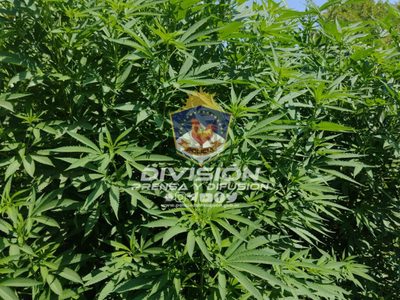 Arrancaron 51 plantas de cannabis de grandes dimensiones en San Patricio del Chañar