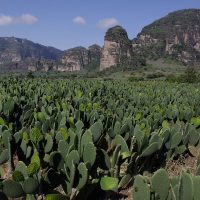 Investigadores exigen proteger el nopal ante amenaza china