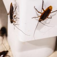 Adíos cucarachas: el truco casero más efectivo para eliminarlas del hogar