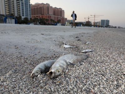 Marea roja causa malestares en costa sureste de Florida