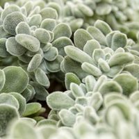 Suculentas peludas: una variedad exótica que gana terreno en la decoración