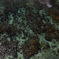 Política gubernamental para proteger manglares y arrecifes es fallida: Oceana