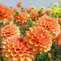 Flores hermosas y más grandes: hacé este abono para tus plantas con un ingrediente de la cocina que siempre tirás
