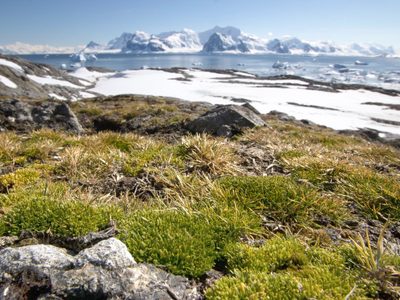 Las plantas nativas de la Antártida crecen como nunca antes: cuál es el enorme cambio que evidencian