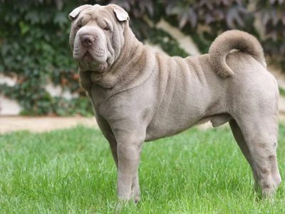 Curiosidades acerca del shar pei, el perro arrugado que está de moda