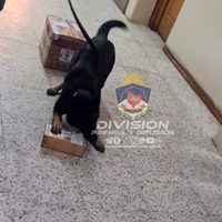 Bettina, la perra antinarcóticos, volvió a detectar drogas en una encomienda