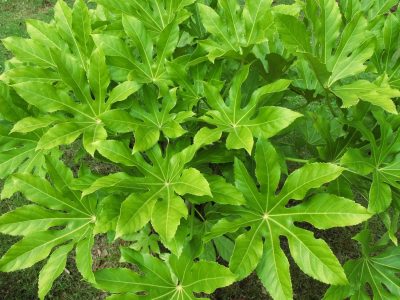 La planta tendencia en deco que crece rapidísimo y necesitas en casa si querés atraer la buena fortuna