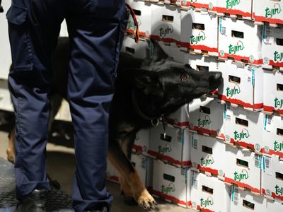 Bélgica incauta cifra récord de cocaína ante aumento de violencia por narcotráfico en la UE