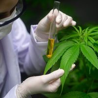 Las Heras habilitó el cultivo de cannabis medicinal e industrial
