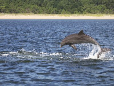 Los delfines tienen hábitos amistosos entre sí, pero esto también puede ser mortal