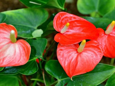 La planta de moda: propagá tu Anturio y llená tu casa de hermosas flores con esta técnica sencilla y efectiva