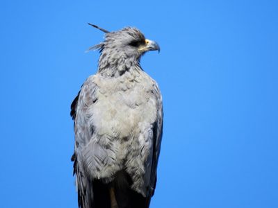 Avistaron una hermosa ave en peligro de extinción en Tunuyán