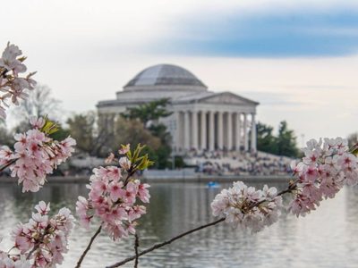 Los cerezos de Japón en Estados Unidos