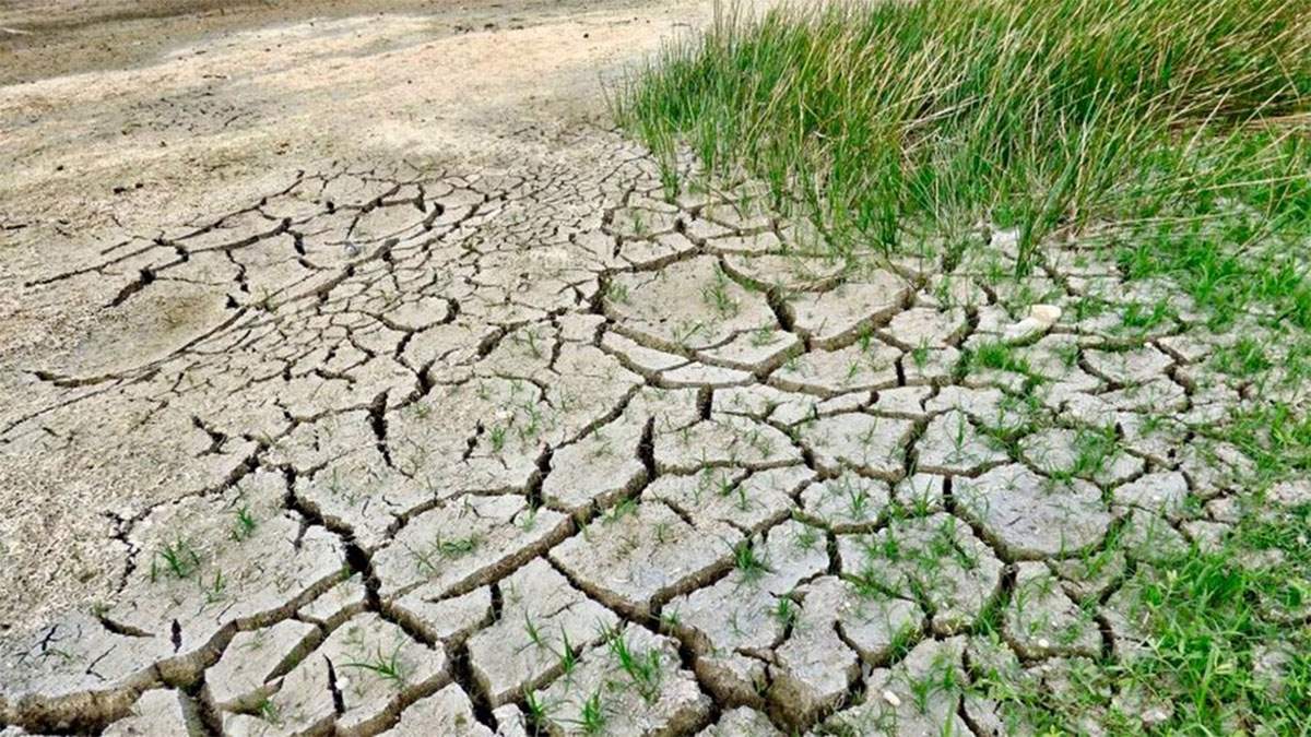 La sequía y la falta de lluvias provoca estragos en el agro uruguayo