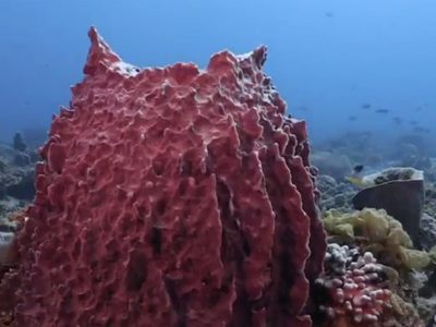 Graves amenazas acechan a los arrecifes de Bajos del Norte, en Yucatán: Oceana