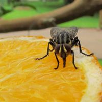 7 trucos caseros y muy simples para ahuyentar y eliminar definitivamente las moscas en tu hogar