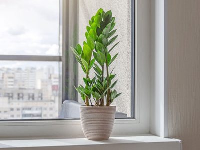La planta “eterna” que sobrevive con pocos cuidados y que esconde poderosos secretos que la hacen única