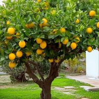5 abonos caseros para que tu limonero crezca fuerte y rozagante y explote de limones esta temporada