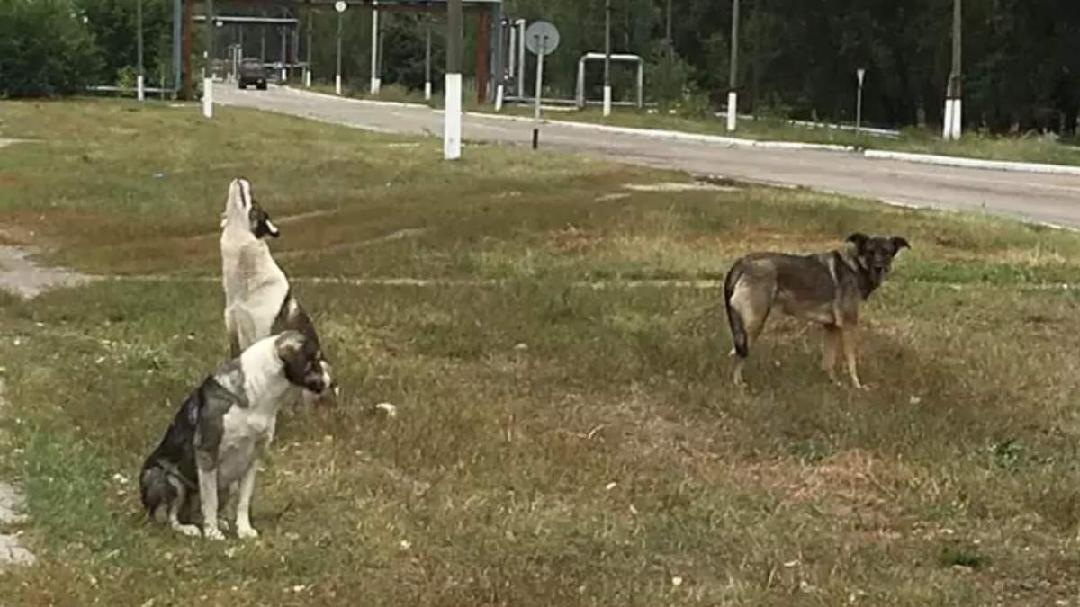 Perros en Chernóbil