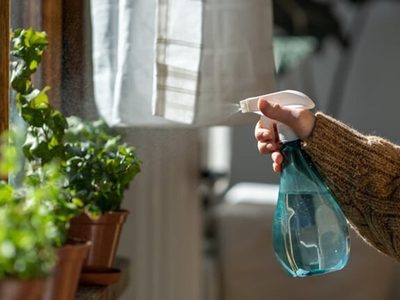 Con 2 ingredientes muy simples, hacé que tus plantas de interior crezcan rozagantes y hermosas